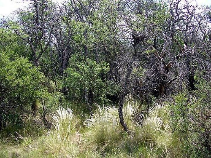 La Oficina Anticorrupción (OA) presentó ante la justicia una denuncia penal por irregularidades en la gestión del Fondo Nacional para el Enriquecimiento y la Conservación de los Bosques Nativos desde 2010. (Web)