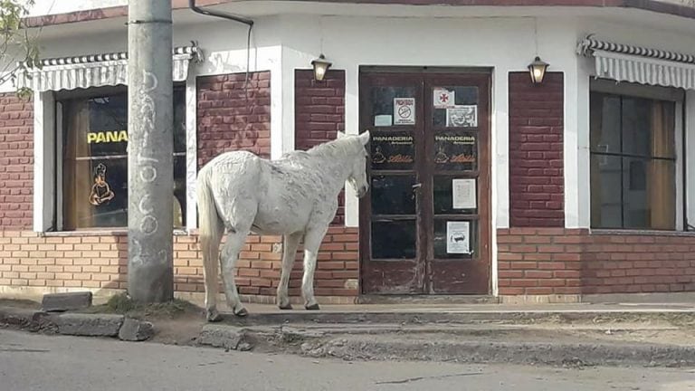 Bizcochito o Criollito, así llaman a la yegua más famosa de Capilla del Monte.