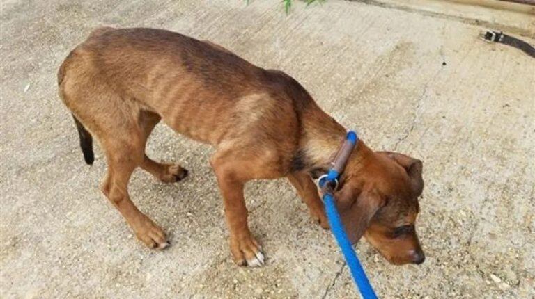 Abandonaron a un perrito junto a un sillón para engañarlo (Web)