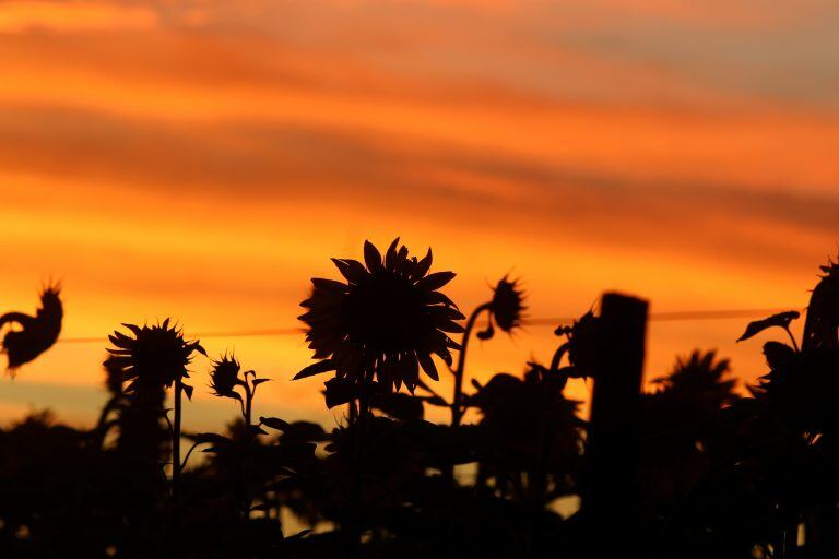 Girasoles al atardecer - Ramiro Bustinza