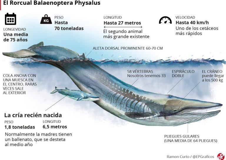 Ballena Fin