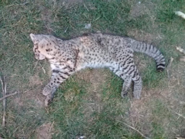 Protección de la Fauna y de tenencia de arma blanca. Foto: Policía de San Luis.