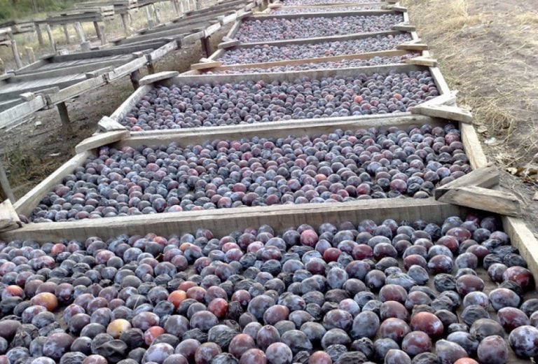 Sercadero de ciruelas en Mendoza.