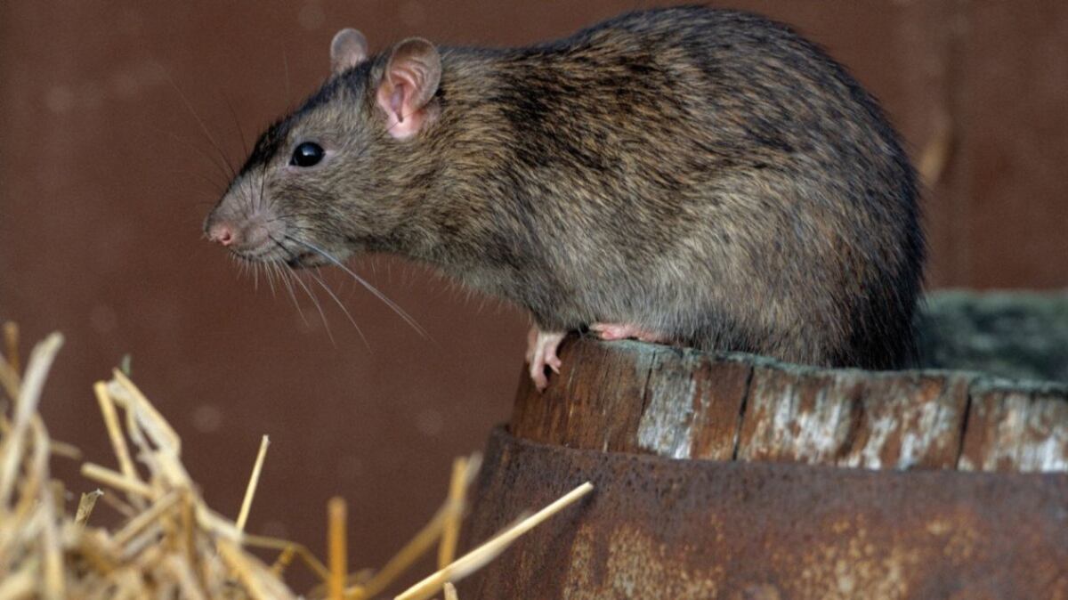 Denuncian la aparición de ratas en un reconocido sanatorio privado de Córdoba