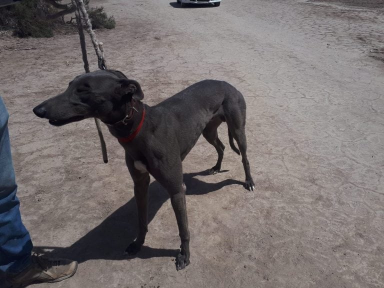 Secuestraron 6 perros galgos pero fueron entregados a sus dueños.