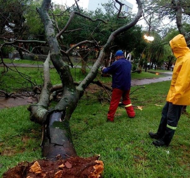 Un temporal provocó caídas de árboles y voladuras de techos en Posadas