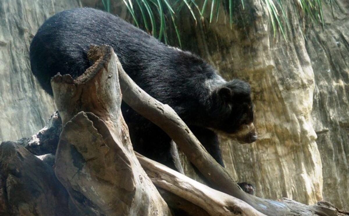 Aseguran que el famoso "Ucumar" existe y también vive en Salta