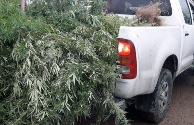 Además de unas 25 aves de fauna autóctona, los efectivos encontraron un vivero de cannabis en Godoy Cruz.