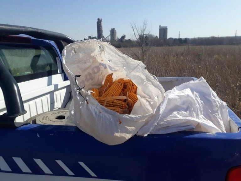 Malagueño: cuatro detenidos por robar choclos de un campo.