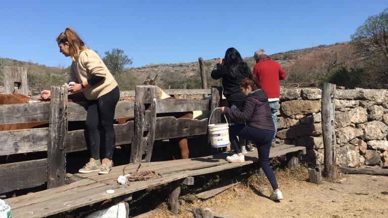 El compromiso y labor de tres agrupaciones sociales en pos de ellos: los caballos afectados. (Foto: gentileza Ayelén Villarreal).