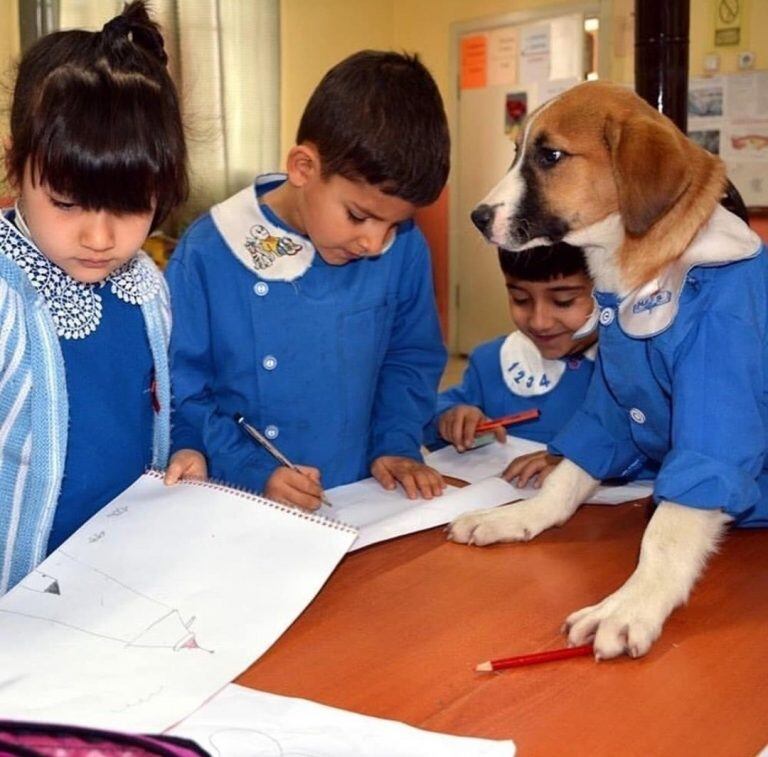 Findik junto a sus nuevos compañeros de salón (Twitter/@AnimalParaiso)