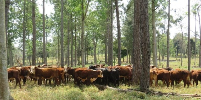 Andresito: cría de ganado bajo el monte de Misiones. (Miguel Garcete)