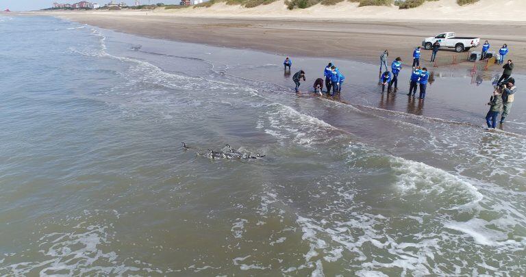 Así fue liberado Pijuí, el pingüino rescatado en una casa de Córdoba, en Santa Rosa de Calamuchita. (Fundación Mundo Marino)