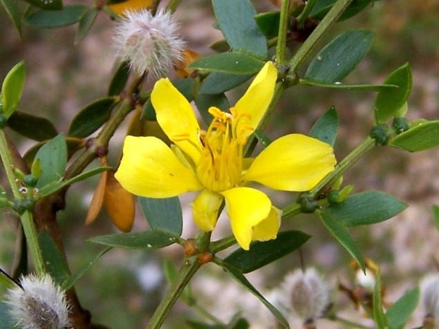 Un arbusto de jarilla en flor.