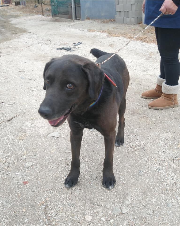 "Thor", un día después de ser rescatado. (Foto: Facebook / Muni Mascotas Villa Carlos Paz).