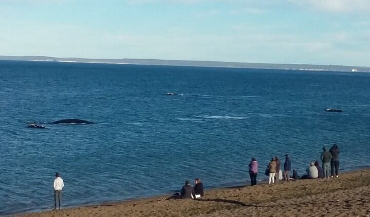 Playa La Cantera de Puerto Madryn, seleccionada como una de las 25 mejores playas de Sudamérica. (TripAdvisor)