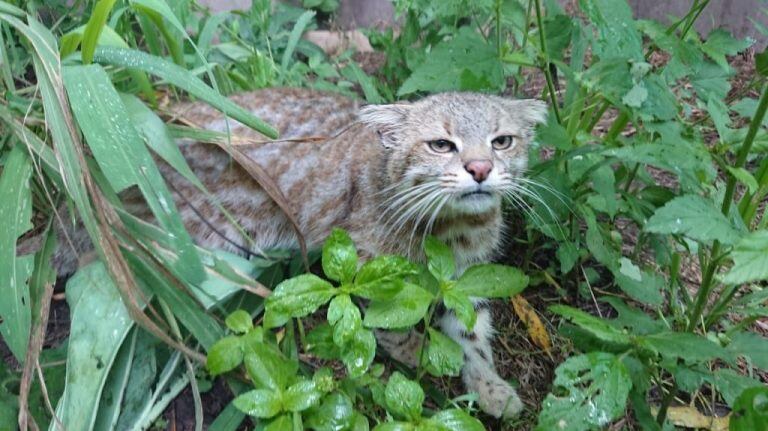 Entre los felinos que están en recuperación se encuentran ejemplares de gatos monteses (Leopardus geoffroyi), gato del pajonal (Leopardus colocolo), ocelotes (Leopardus pardalis) y puma (Puma concolor).