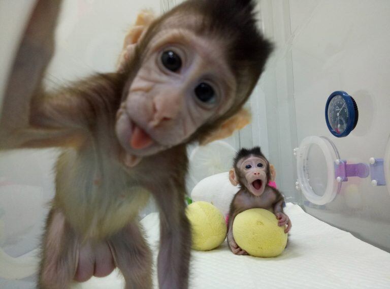 HANDOUT - Los macacos cangrejeros Zhong Zhong y Hua Hua fotografiados en un centro de investigación de la Academia China de las Ciencias de Shanghai (imagen de fecha desconocida). Más de 20 años después del nacimiento de la oveja clonada "Dolly", científicos chinos consiguieron clonar por primera vez monos con el mismo método, según publican hoy en la revista especializada "Cell".

(Vinculado al texto de dpa "Científicos chinos clonan monos por primera vez con método de 'Dolly'" del 24/01/2018)ç
(ATENCIÓN · Para utilizar únicamente con fines editoriales, en referencia a la cobertura actual de este tema y mencionando el crédito indicado.) Foto: Xinhua/Xinhua via ZUMA Wire/dpa +++ dpa-fotografia +++