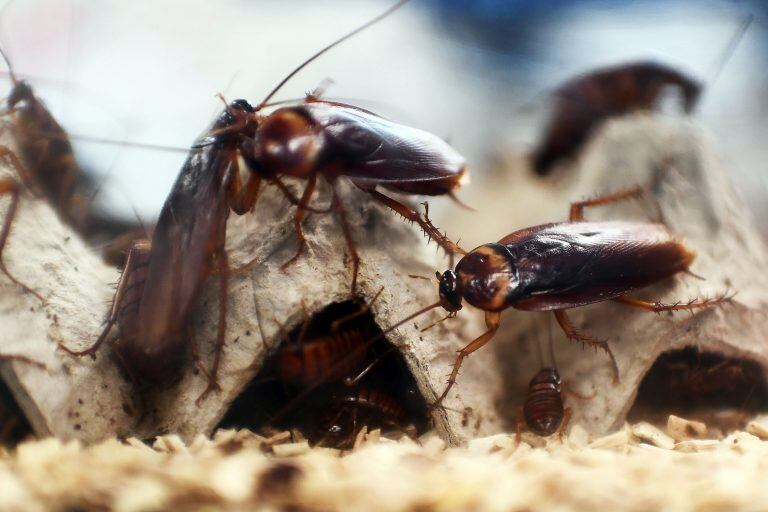 Recomendaciones para deshacerse de las molestas cucarachas, que invaden la ciudad en verano (AFP).