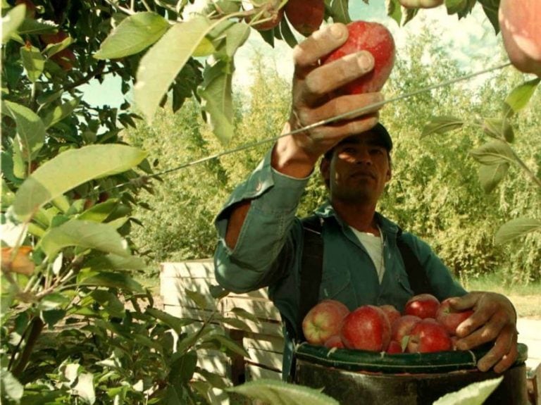 Manzana