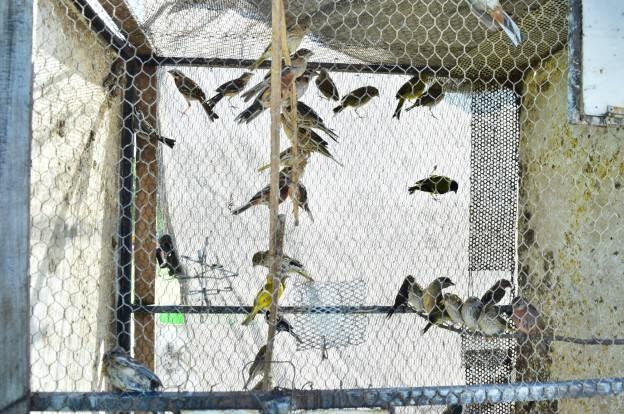 Liberación de aves en Río Cuarto.