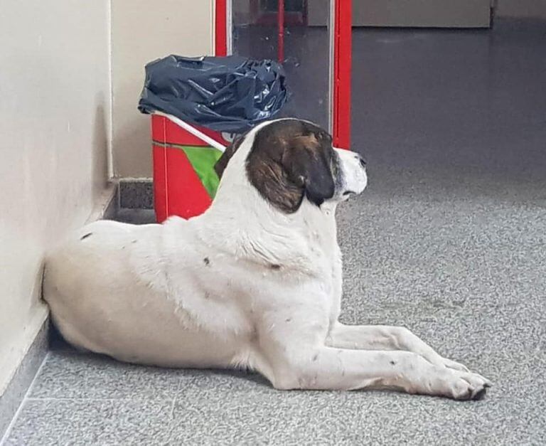 Perro en una escuela.