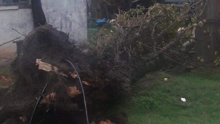 Árbol caído en Bahía Blanca