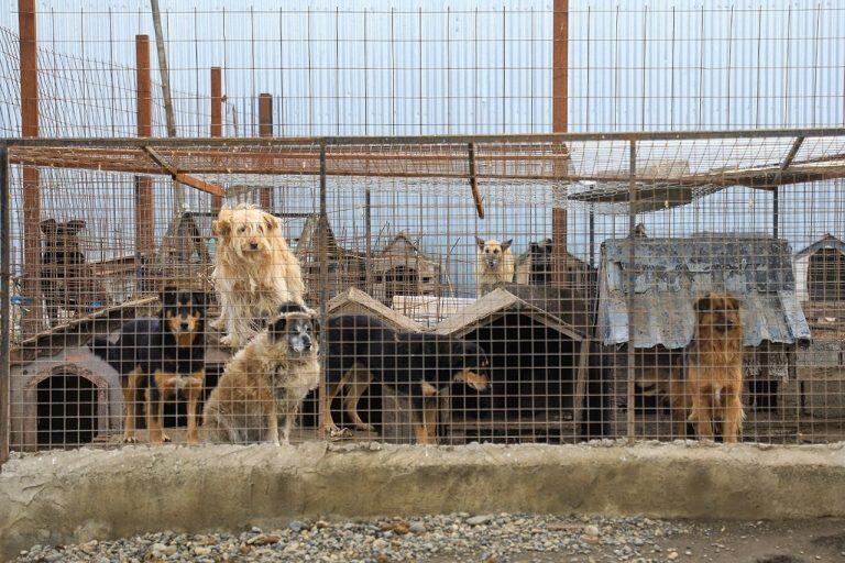 ACOMPAÑA CRÓNICA: ARGENTINA ANIMALES // AME8274. RÍO GRANDE (ARGENTINA), 08/05/2020.- Fotografía cedida por el Municipio de Río Grande que muestra un grupo de perros al interior de sus cobertizos en una fundación protectora de animales, en la sureña ciudad de Río Grande (Argentina). La cuarentena pone límites para las salidas de todas las personas. Sin embargo, los animales callejeros no tienen casa en la que confinarse y continúan vagando por las calles de ciudades como la argentina Río Grande, en la que el gobierno local y vecinos se han unido para ayudar a las protectoras a lidiar con la situación. Los animales abandonados en la calle son uno de los principales problemas de la localidad, según el subsecretario de Gestión Ciudadana de Río Grande, Diego Radwanitzer, uno de los responsables de armar una red solidaria para la pandemia que, en menos de diez días, reunió más de 1.000 kilos de alimento y otros útiles de higiene para las protectoras. EFE/ Municipio Río Grande SÓLO USO EDITO