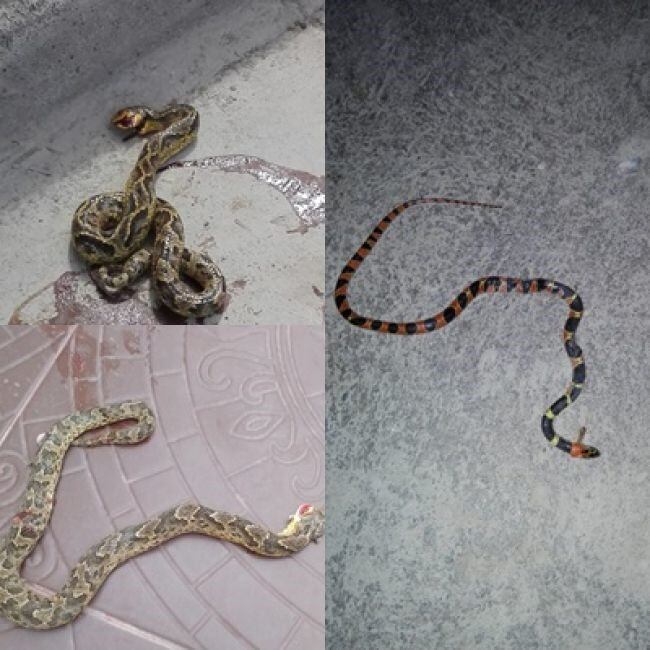 Víboras capturadas en el barrio Los Lapachos.