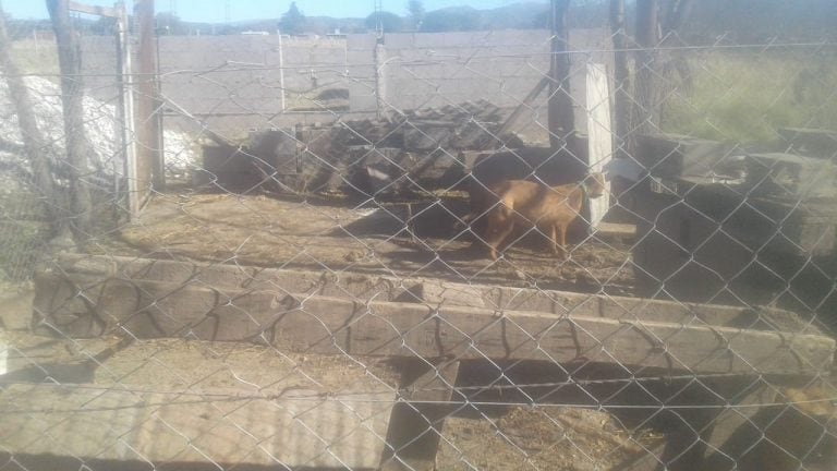 Tres caninos en mal estados, los cuales fueron secuestrados por un orden de allanamiento.