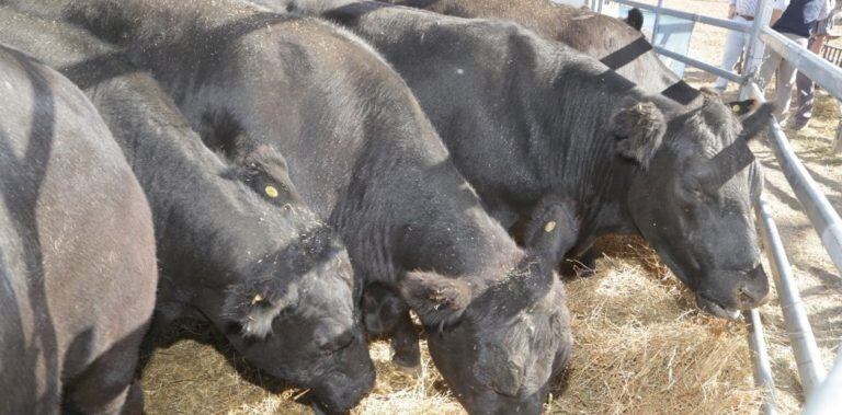 Siete son las razas que se preparan para tener jornadas en Expoagro.