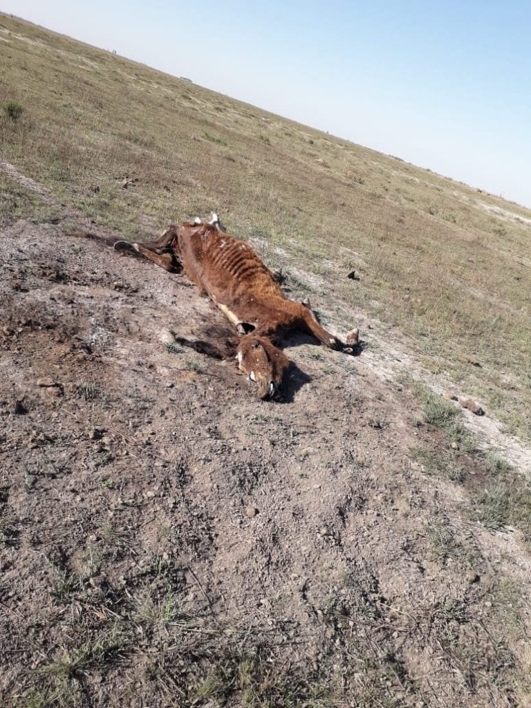 Los equinos fueron encontrados por la Policía en la ciudad de Laboulaye. (LV16)