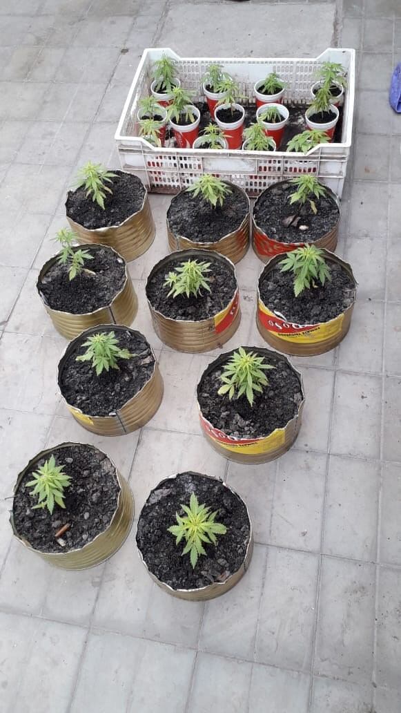 Plantas de marihuana en un viviero ilegal.