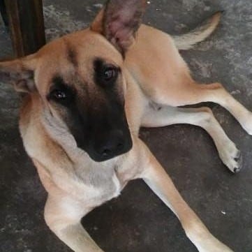 El es Milo, el cachorro abandonado que hoy cuenta con el calor de una familia. (Instagram)