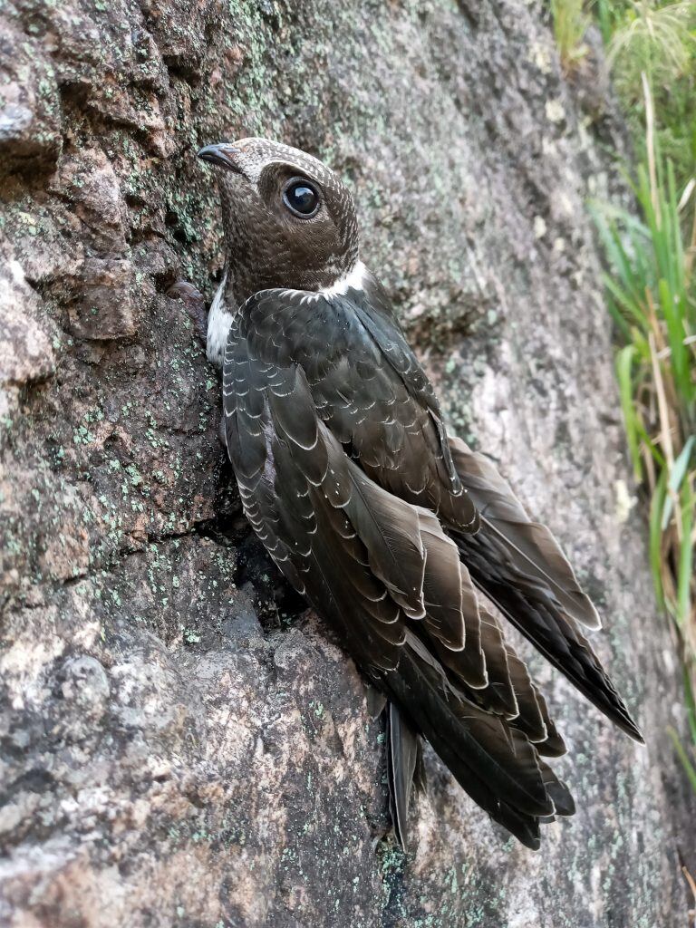 El pichón de vencejo el día en que fue devuelto a su hábitat natural. (Foto: gentileza Biól. Walter Cejas).