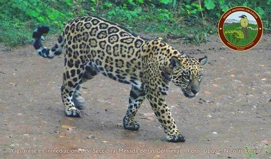 Avistaje de yaguareté en el Parque Nacional Calilegua