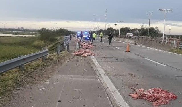 Camión de desfondó y los cerdos faenados quedaron sobre la calzada. (LT9)