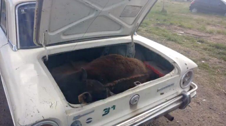 Así encontraron al ternero dentro del Ford Falcon blanco.