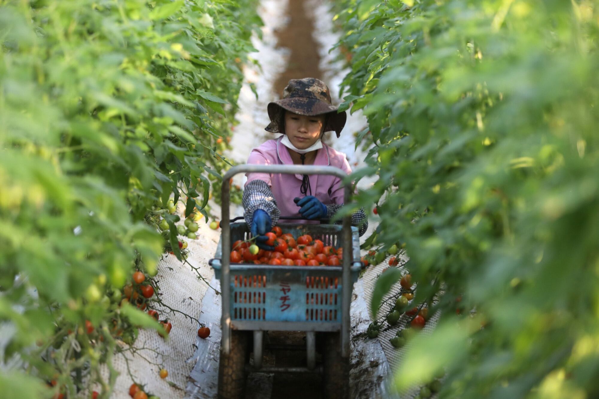 Cosecha Taiwanesa de tomates 