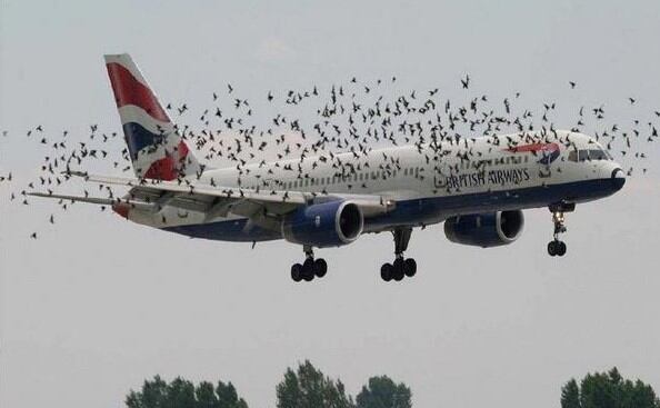 Uno de los peligros que afrontan los aviones en los aeropuertos son aves que pueden producir una ccidente. para eso se utiliza la cetrería.