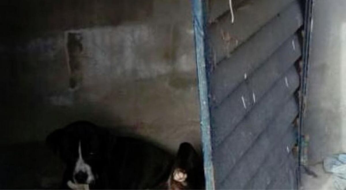 Rescatan a perro atado y con órganos mutilados