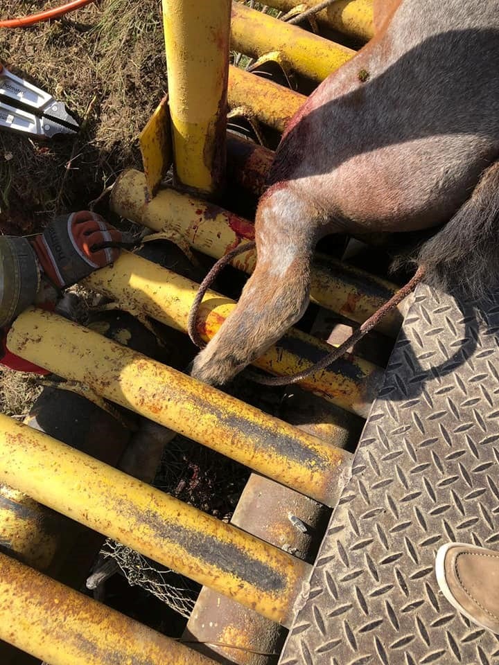 Rescate de caballo. Bomberos Voluntarios de Ushuaia.