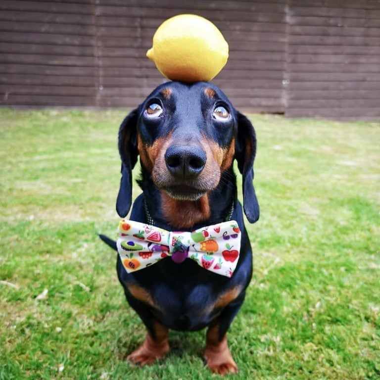 Un perro se hizo viral por hacer equilibrio con objetos sobre su cabeza