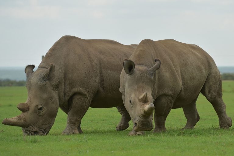 Najin and Fatu, las dos hijas de "Sudán" que aún permanecen con vida. / AFP PHOTO / TONY KARUMBA