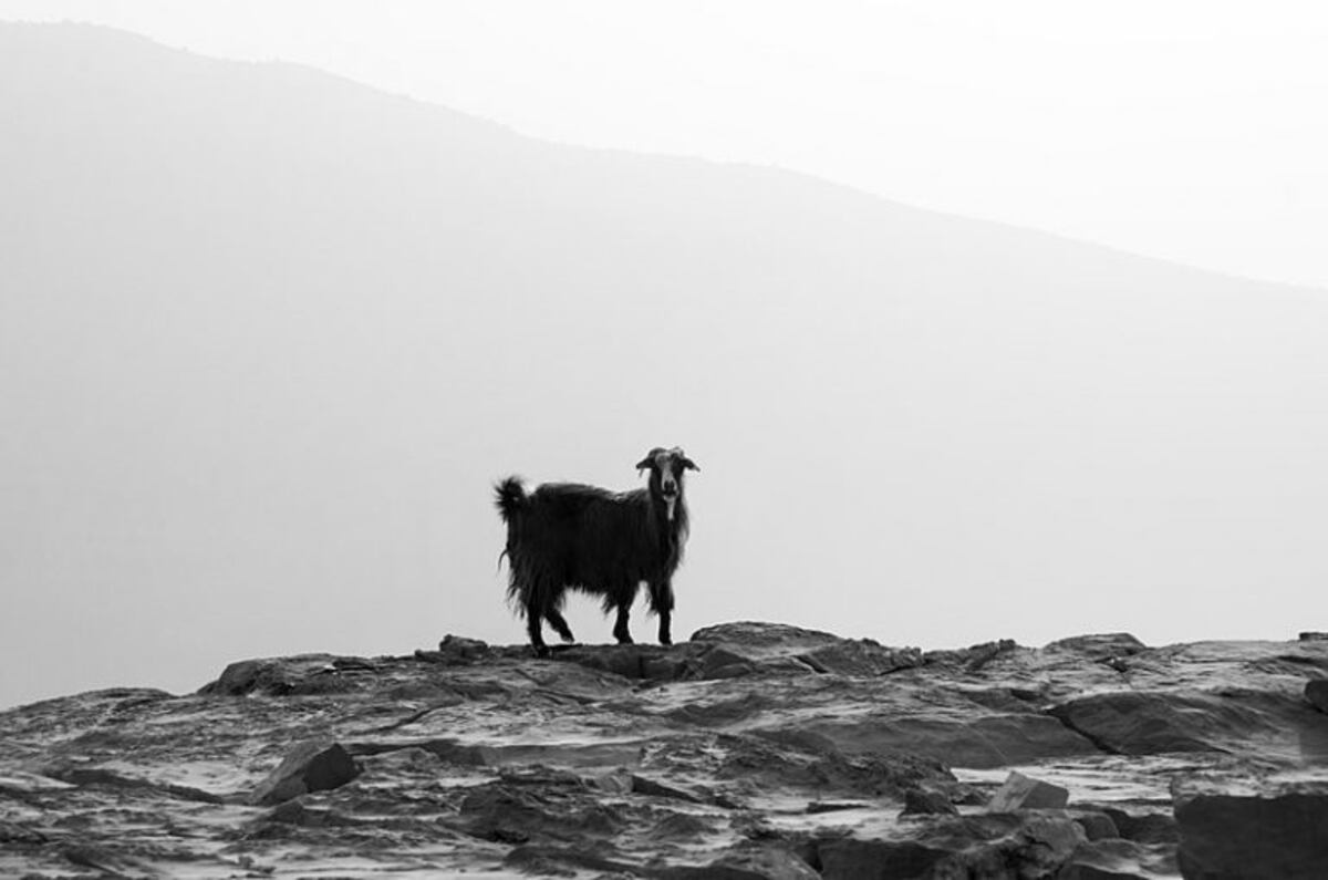 Una cabra con cara de humano es adorada como "un regalo de Dios" en India
