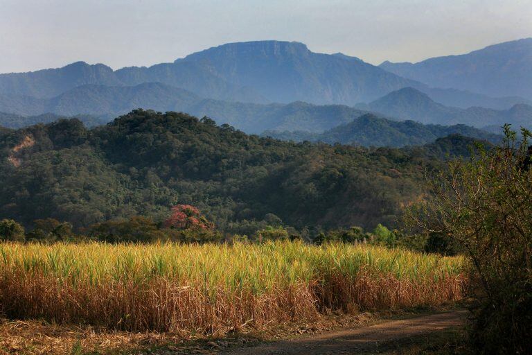 Ledesma lleva adelante un programa propio de conservación, que es el denominado "Paisaje Productivo Protegido”.