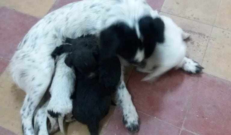 Los bomberos de Adelia María fueron los protagonistas del rescate de los cachorritos que cayeron a un pozo. (Bomberos Adelia María)