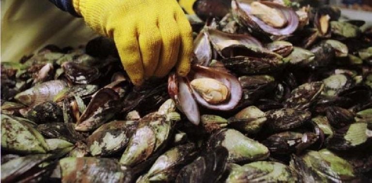 Las costas del golfo San José por la presencia de «altos niveles de toxicidad» en moluscos bivalvos y gasterópodos,