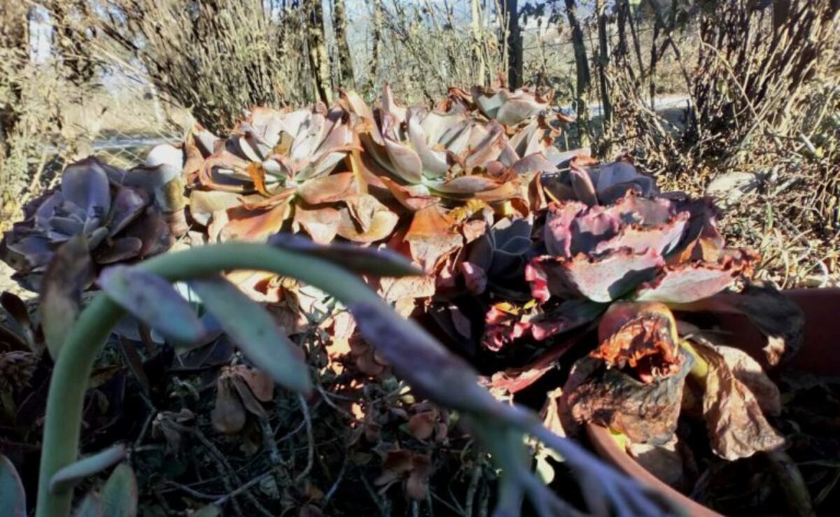 El invierno no terminó: cómo proteger los nuevos brotes de tus plantas de una posible helada