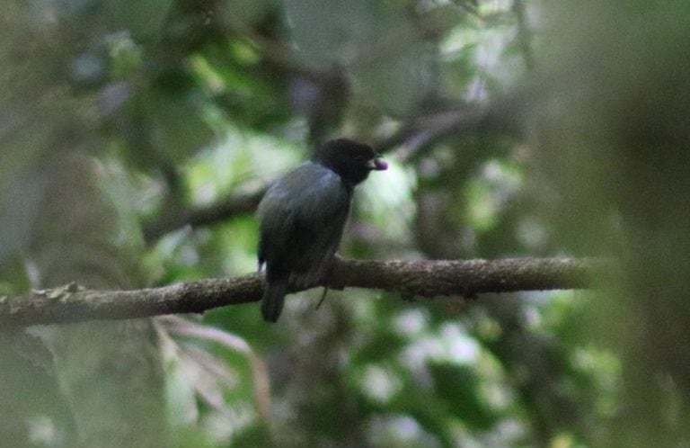 Bailarín de las Yungas (Chiroxiphia boliviana) fotografiado en el Parque Nacional Baritú. (Parques Nacionales)